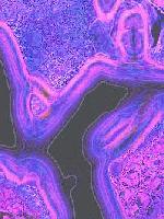 Picture for song 'Super Amazing Powerforce Nine!!!!' by artist 'carlospresents'