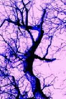 Picture for song 'The Wind is Calling Me' by artist 'Cassie Melody UK'