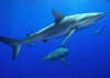 Picture for song 'coral reef (teezcat remix)' by artist 'cayno'
