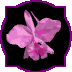 Picture for song 'Orquídea' by artist 'cdx'