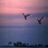 Picture for song 'Flight of Earls' by artist 'Celtic Favourites'