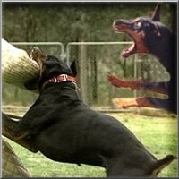 Picture for song 'Foreplay Your way.........' by artist 'CHard de Aggressive Sex Poet'