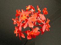 Picture for song 'Summer Thoughts' by artist 'Charlotte'