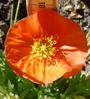 Picture for song 'Time to' by artist 'Charlotte'