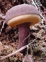 Picture for song 'Baby Come Back' by artist 'Chaya Zasi'