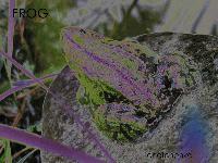 Picture for song 'FROG' by artist 'Chefchenko'