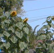 Picture for song 'The Blonde Between' by artist 'CHELLINO'