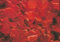 Picture for song 'Arkitecture' by artist 'Chez Stiquato'