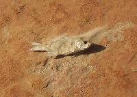 Picture for song 'Fish out of Water' by artist 'Chez Stiquato'