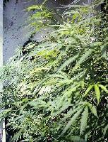 Picture for song 'dubbytrouble' by artist 'chillux'