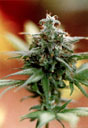 Picture for song 'its all about the green' by artist 'Chillz THE Producer'