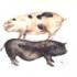 Picture for song 'Silent Night Pig' by artist 'Chris Lindsay Electronic'