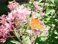 Picture for song 'Fenneke' by artist 'Christiaan Drenth'