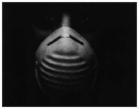 Picture for song 'Reverb not Reknown' by artist 'Chris Walks'