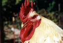 Picture for song 'Chicken Dumplings' by artist 'Chrysus'