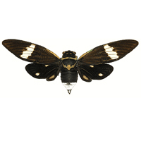 Picture for song 'Enough' by artist 'Cicada'