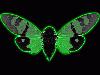 Picture for song 'Once Again' by artist 'Cicada'