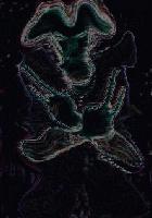 Picture for song 'Leave Me Alone' by artist 'CJD Band'