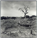 Picture for song 'Cherry Tree' by artist 'Clampett Report'
