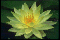 Picture for song 'The ABsolute TruTh' by artist 'cliffbanga'