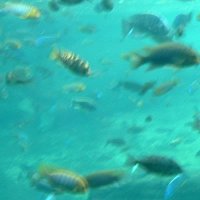 Picture for song 'Nobody's Bleeding' by artist 'Cliff Jones'