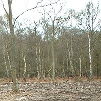 Picture for song 'Presque Rien' by artist 'Cliff Jones'