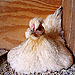 Picture for song 'cluck old hen' by artist 'cnetter'