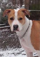 Picture for song 'not bad' by artist 'Colo aka Fiddel'