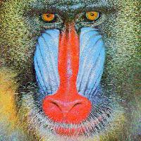 Picture for song 'Baboons Have Human Eyes' by artist 'Colonial Guidelines'