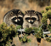 Picture for song 'Yikes! Raccoons.' by artist 'Colonial Guidelines'