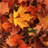 Picture for song 'Vivaldi: Four Seasons: Autumn: 1' by artist 'Convergent Vision'