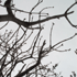 Picture for song 'Vivaldi: Four Seasons: Winter: 3' by artist 'Convergent Vision'