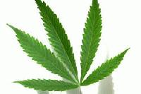 Picture for song 'Coppen - Grass' by artist 'Coppen'