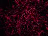 Picture for song 'Zen Opius' by artist 'Cosmic Delusion'