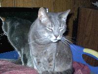 Picture for song 'My best friend, Gray Buddy.' by artist 'Cozmic Snerple and The Pleiadians'