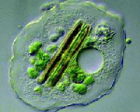 Picture for song 'Rhyme cells--DNA ft Elimination' by artist 'CRC'