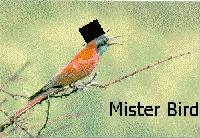 Picture for song 'How to fly if you're not a bird' by artist 'Crime Scene Dog'