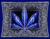 Picture for song 'Not anotha TRG' by artist 'Crips wiT ATTITUDE'