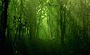 Picture for song 'Jungle Steel Skin' by artist 'Critical Acclaimers'