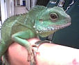 Picture for song 'Midweek Reptile' by artist 'Croaki'