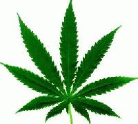 Picture for song 'Smoke Weed' by artist 'CrOneZ'