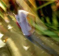 Picture for song 'london drugs' by artist 'ctrl alt delete'