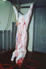 Picture for song 'Yesterday, I Gutted A Pig...' by artist 'Curtisey'