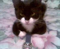 Picture for song 'Z-Boy & D Roc - Lay Low (Manny Diss)' by artist 'Da Block'