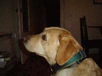 Picture for song 'KDD BCN' by artist 'Da Capmen'