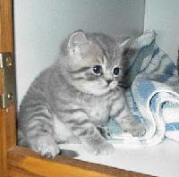 Picture for song 'fatcatboss' by artist 'daddy donuts'