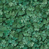 Picture for song 'Wild Mountain Thyme' by artist 'Dan O'Donnell'