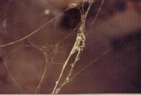 Picture for song 'Things you do' by artist 'Dario - V'