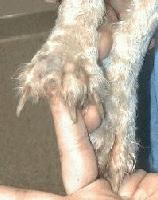 Picture for song 'Buck 'n' Tillie' by artist 'Dark Lantern'