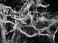 Picture for song 'Noize Gallant' by artist 'Dark Muse'